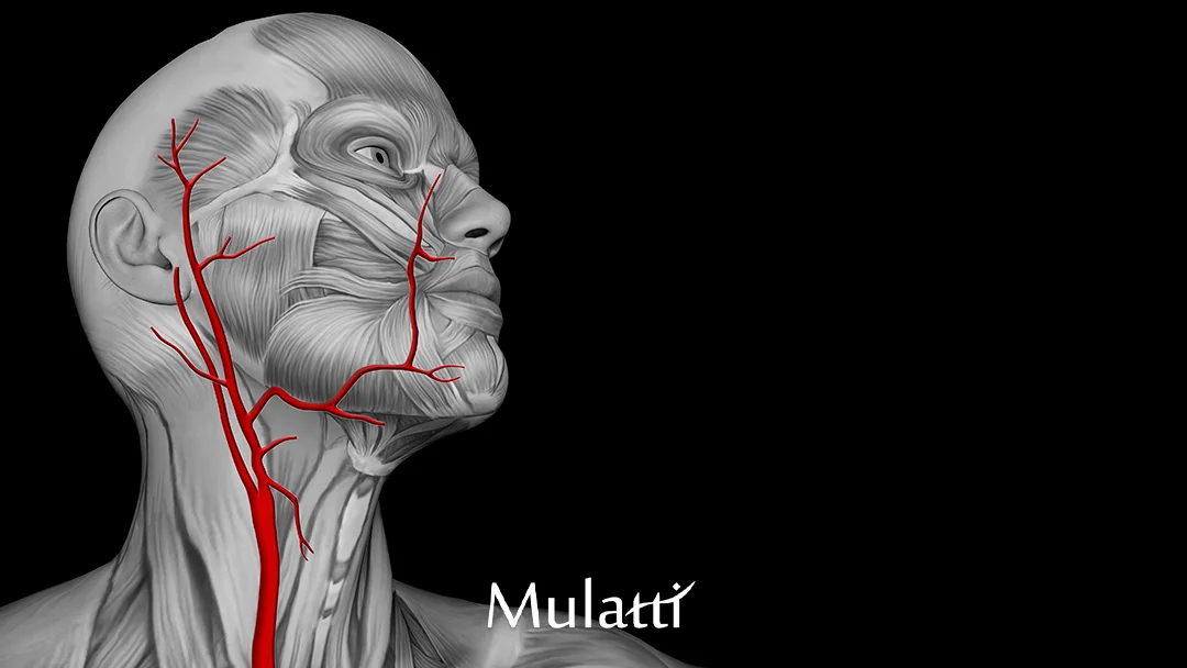 carotida-voce-precisa-saber-o-que-e